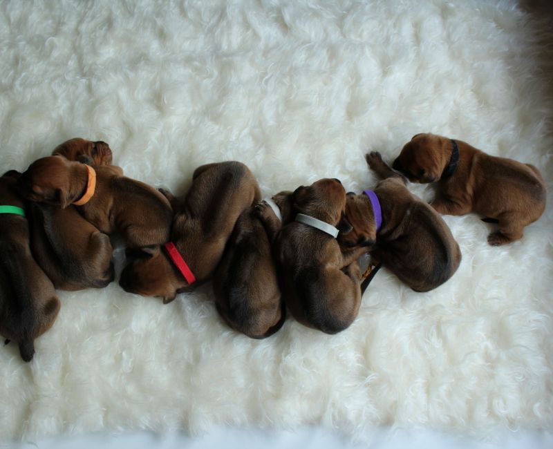 Anna’s Litter